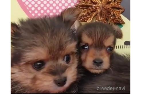 成約済の栃木県のミックス犬-212895の6枚目